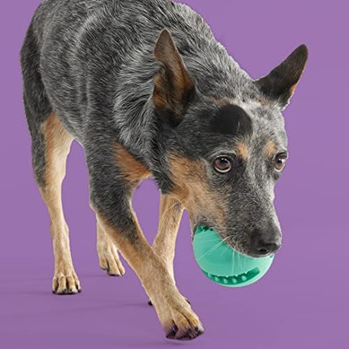 Набор от Yomp Баскетболист: играчки за кучета от малки кученца, които обичат своя топката