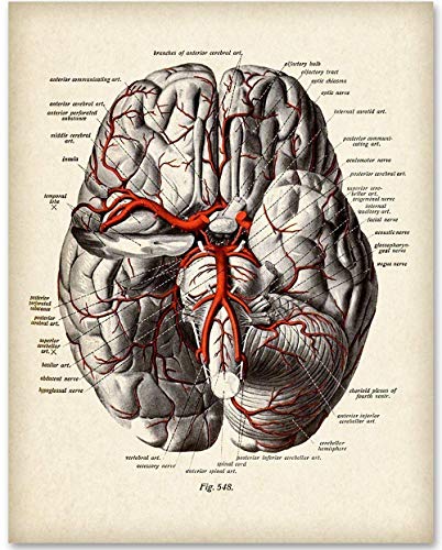 Схема на мозъка с венами - Художествена печат 11x14 без рамка - ще се Превърне в чудесен подарък за Деня на медицинските сестри,