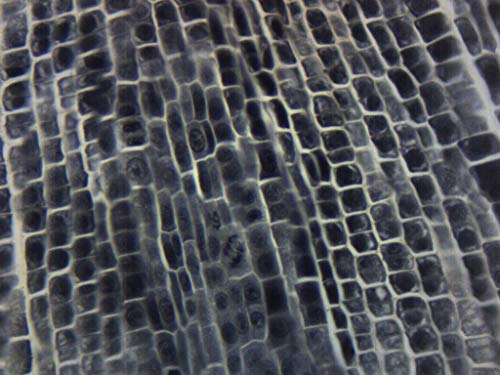Миди с върховете на корените лук, Изцяло - Подготвено предметное стъкло за микроскоп - 75 x 25 мм - Биология и микроскопия - Eisco Labs