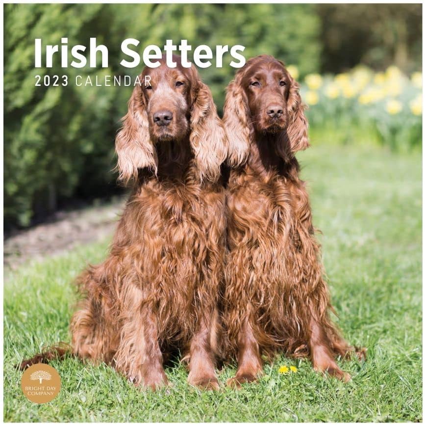 Стенен Календар Ирландски Създателите на 2023 година от Bright Day, 12x12 Инча, Снимка на Привлекателен Очарователен Домашно Кученце